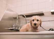 How to Handle a Pet’s First Grooming Appointment How to Handle a Pet’s First Grooming Appointment