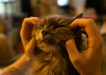 How to Brush a Cat That Hates Being Groomed How to Brush a Cat That Hates Being Groomed