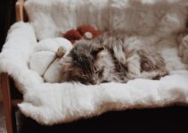 How to Set Up a Comfortable Home for a New Kitten How to Set Up a Comfortable Home for a New Kitten