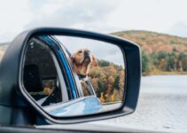 How to Prepare Your Pet for a Long Car Ride How to Prepare Your Pet for a Long Car Ride