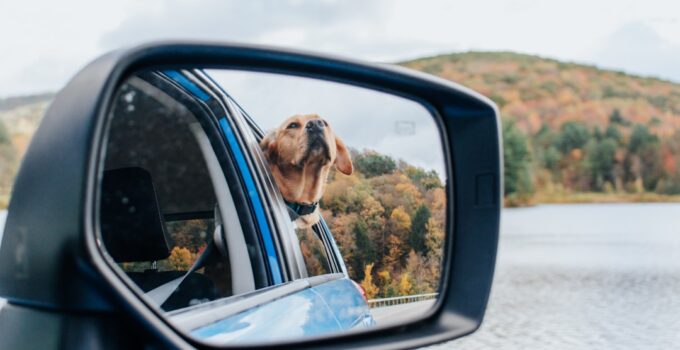 Photo Prepare Pet Car Ride