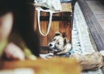 How to Crate Train a Dog Without Causing Anxiety