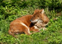 How to Prevent Fleas and Ticks on Dogs Naturally How to Prevent Fleas and Ticks on Dogs Naturally