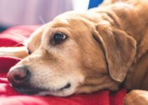 How to Care for a Senior Dog’s Changing Needs How to Care for a Senior Dog’s Changing Needs