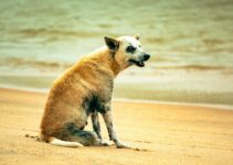 How to Bathe a Dog That Is Afraid of Water How to Bathe a Dog That Is Afraid of Water