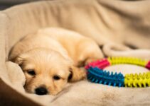 How to Choose the Right Toys for a Teething Puppy
