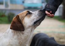 How to Train an Older Dog New Commands