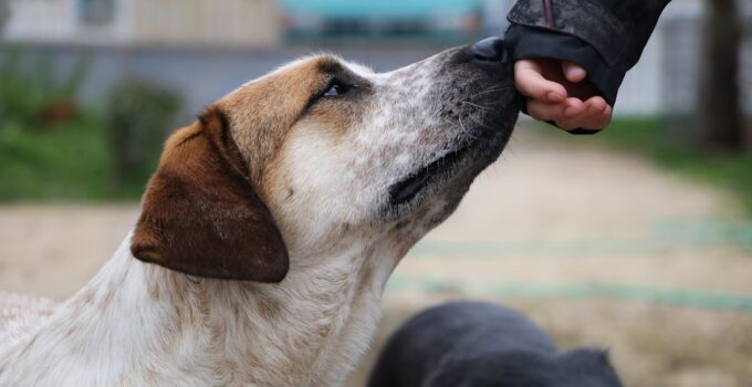 Photo Train Older Dog Commands