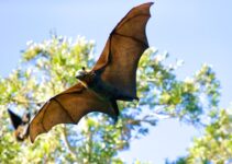 How to Explain How Bats Use Echolocation How to Explain How Bats Use Echolocation