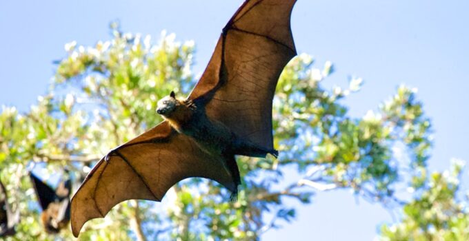 How to Explain How Bats Use Echolocation