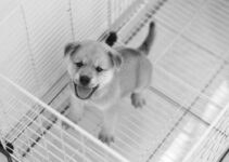 How to Choose the Best Crate for Your Dog