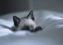 How to Keep Your Cat from Waking You Up at Night