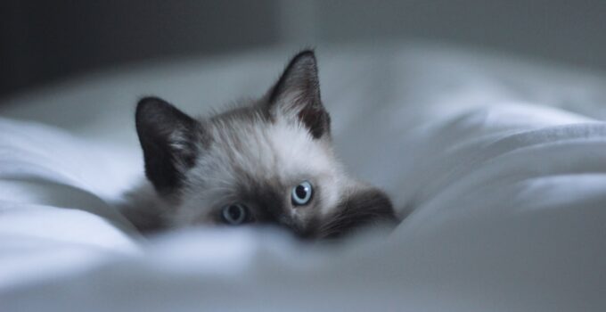 Photo Cat Waking Up at Night