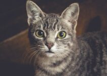How to Recognize Signs of Stress in Cats How to Recognize Signs of Stress in Cats