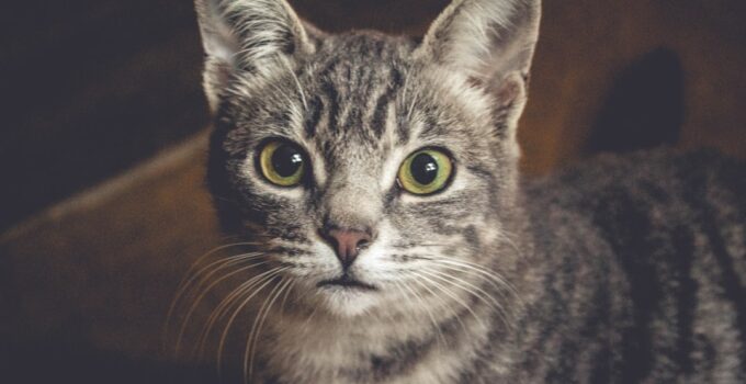 Photo Recognize Signs of Stress in Cats