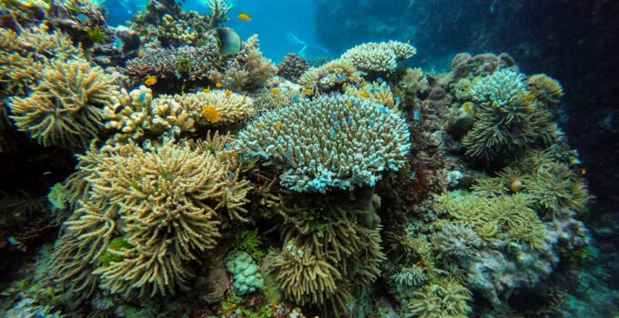 How to Explain How Coral Reefs Form Over Time