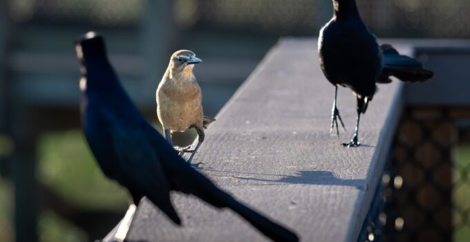 Photo Assertiveness