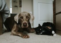 How to Handle Your Pet’s Fear of Thunderstorms How to Handle Your Pet’s Fear of Thunderstorms