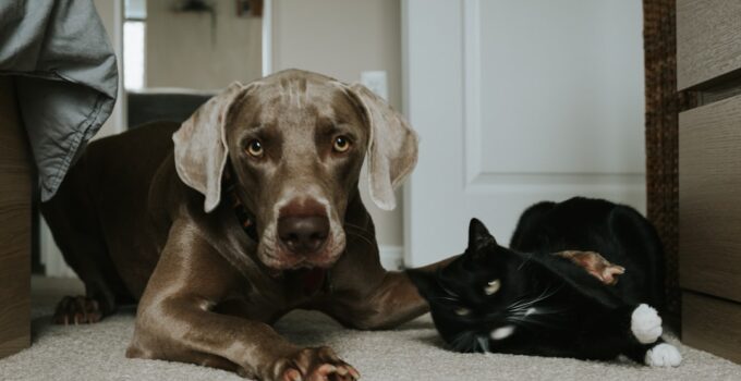 Photo Pets Fear of Thunderstorms