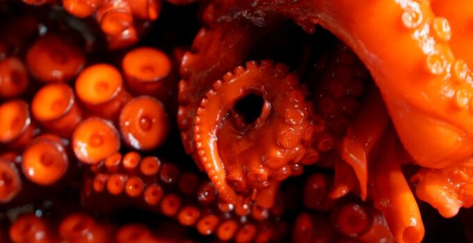 Photo Octopuses