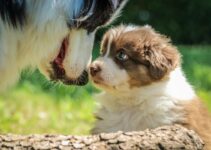 How to Train a Puppy to Stop Biting