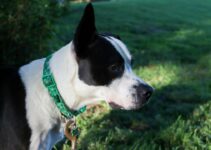 How to Keep Your Dog Cool During Summer Heat How to Keep Your Dog Cool During Summer Heat