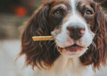How to Transition Your Dog to a New Food Safely How to Transition Your Dog to a New Food Safely