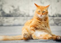 How to Recognize Stress Signals in Cats How to Recognize Stress Signals in Cats