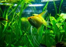 How to Set Up a Fish Tank for Beginners