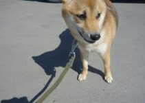 How to Train a Dog to Walk Calmly on a Leash How to Train a Dog to Walk Calmly on a Leash