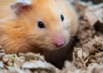 How to Choose the Right Bedding for Small Pets
