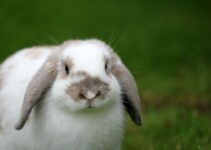 How to Care for a Pet Rabbit’s Daily Needs
