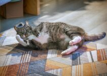 How to Prevent Obesity in Indoor Cats How to Prevent Obesity in Indoor Cats