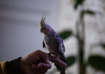 How to Care for a Pet Bird’s Wing and Nail Health How to Care for a Pet Bird’s Wing and Nail Health