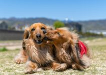 How to Introduce Two Dogs to Each Other Safely