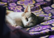 How to Keep Your Pet Calm During Fireworks How to Keep Your Pet Calm During Fireworks