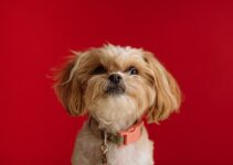 How to Choose Pet Insurance That Fits Your Budget How to Choose Pet Insurance That Fits Your Budget