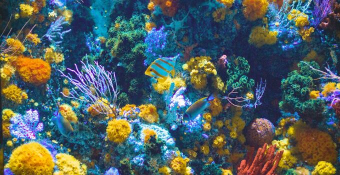 How to Understand How Coral Reefs Form
