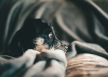 How to Help an Anxious Dog Feel More Secure