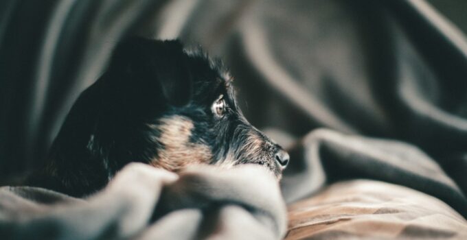 How to Help an Anxious Dog Feel More Secure